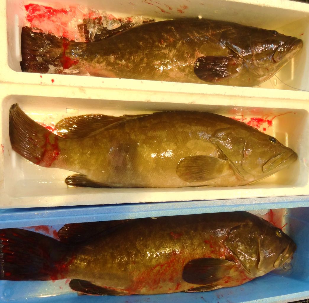 ハタ科マハタ属マハタ 土佐料理 旬の鰹がゆく ハタ科マハタ属マハタ 土佐料理 旬の鰹がゆく