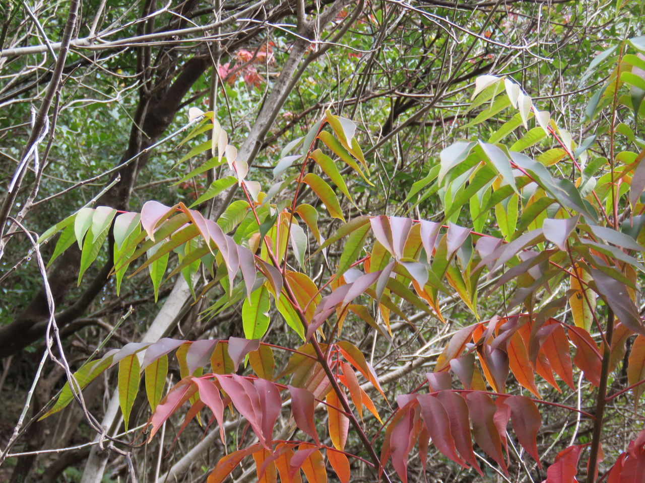1月の紅葉 : 土佐料理 旬の鰹がゆく！