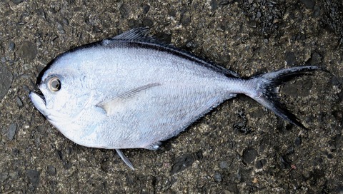高知の食材 海産物 水産資源 土佐料理 旬の鰹がゆく 高知の食材 海産物 水産資源 土佐料理 旬の鰹がゆく