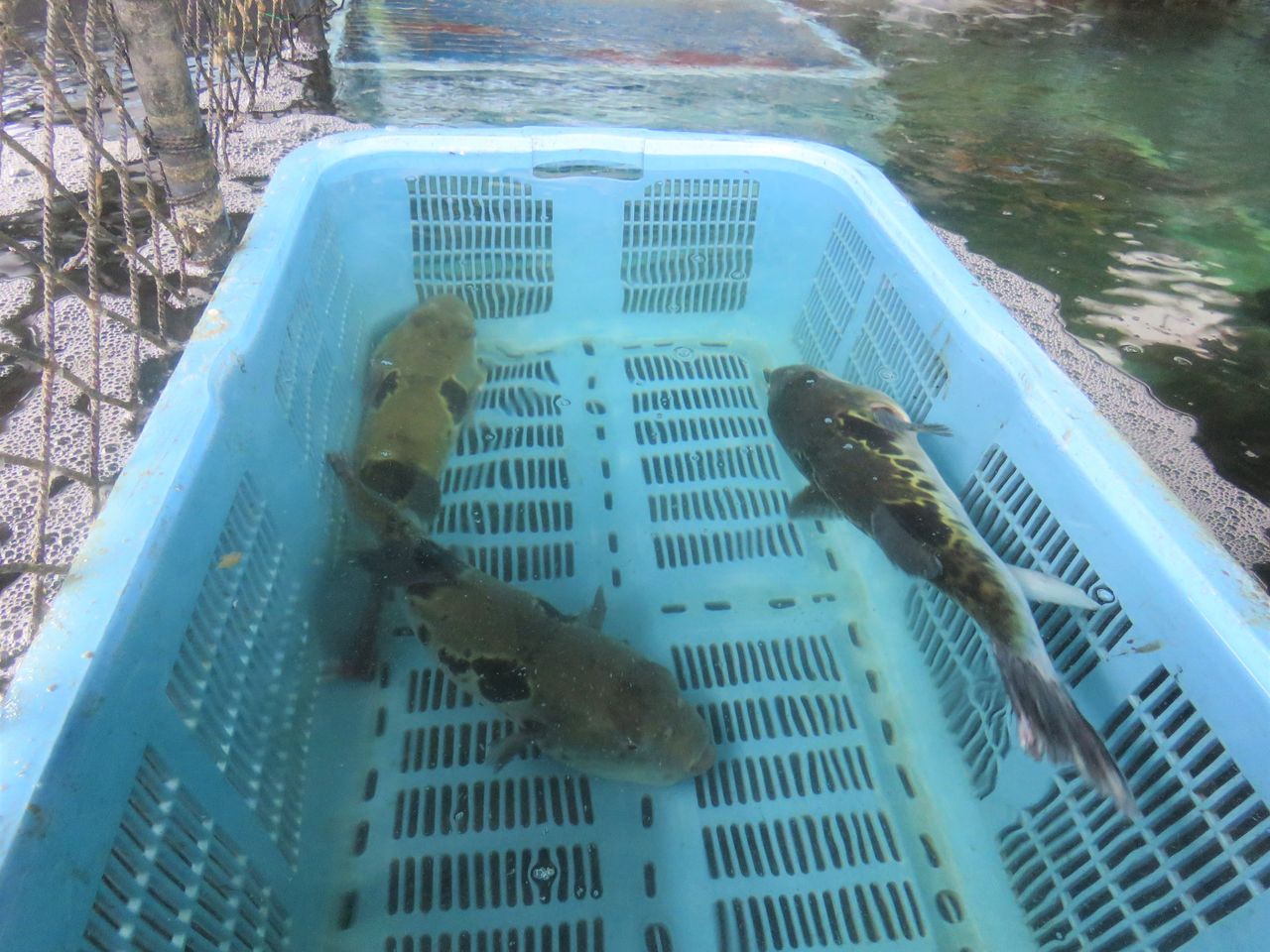 高知のマスクエ 土佐料理 旬の鰹がゆく 高知のマスクエ 土佐料理 旬の鰹がゆく
