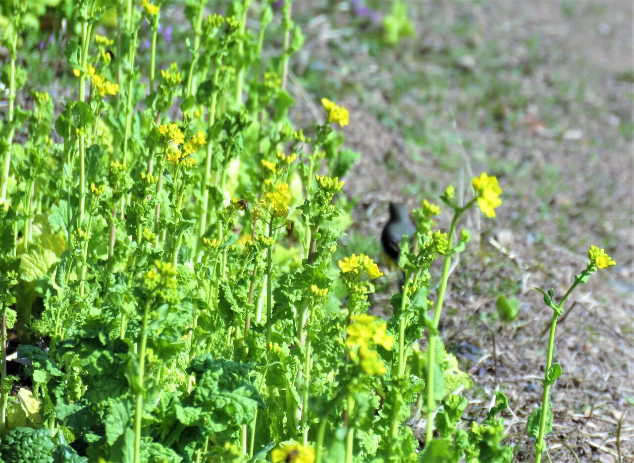 菜の花と鶺鴒と 土佐料理 旬の鰹がゆく 菜の花と鶺鴒と 土佐料理 旬の鰹がゆく