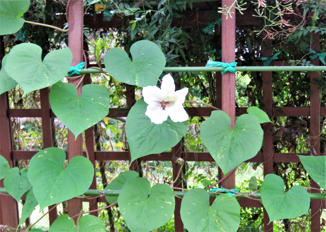 夜顔の伝説的開花を目の当たりにしました！ : 土佐料理 旬の鰹がゆく！