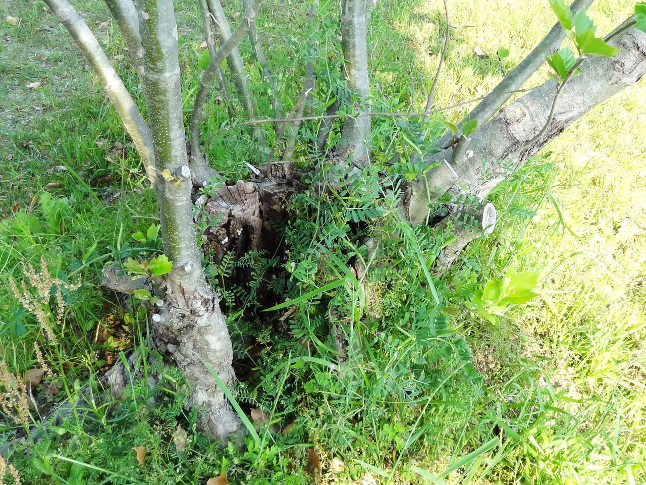 蘖 ひこばえ 土佐料理 旬の鰹がゆく