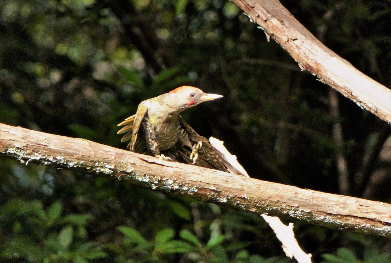 アオゲラの幼鳥 土佐料理 旬の鰹がゆく アオゲラの幼鳥 土佐料理 旬の鰹がゆく