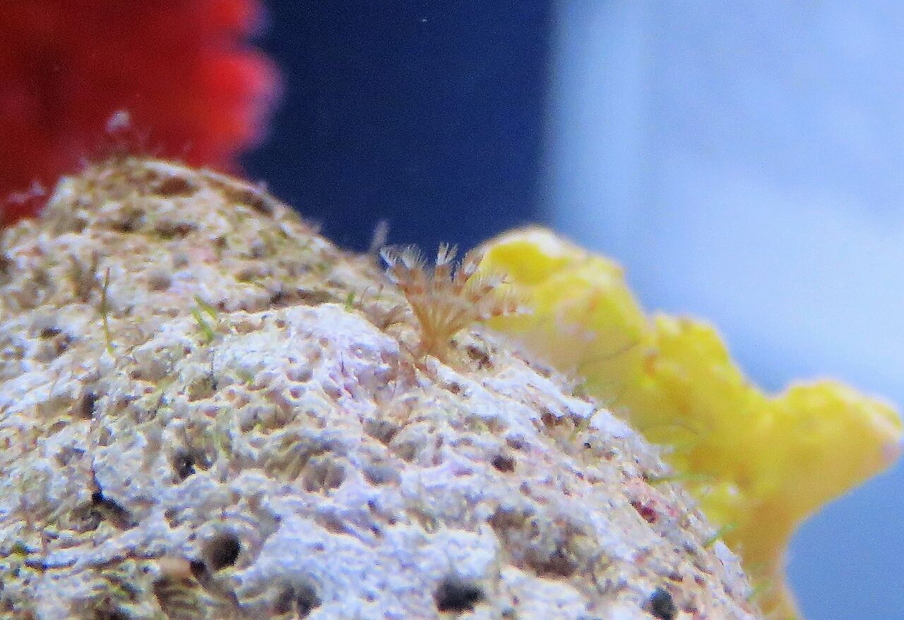 2月に咲いた水中花 土佐料理 旬の鰹がゆく