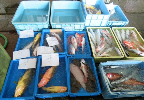 佐喜浜釣り魚
