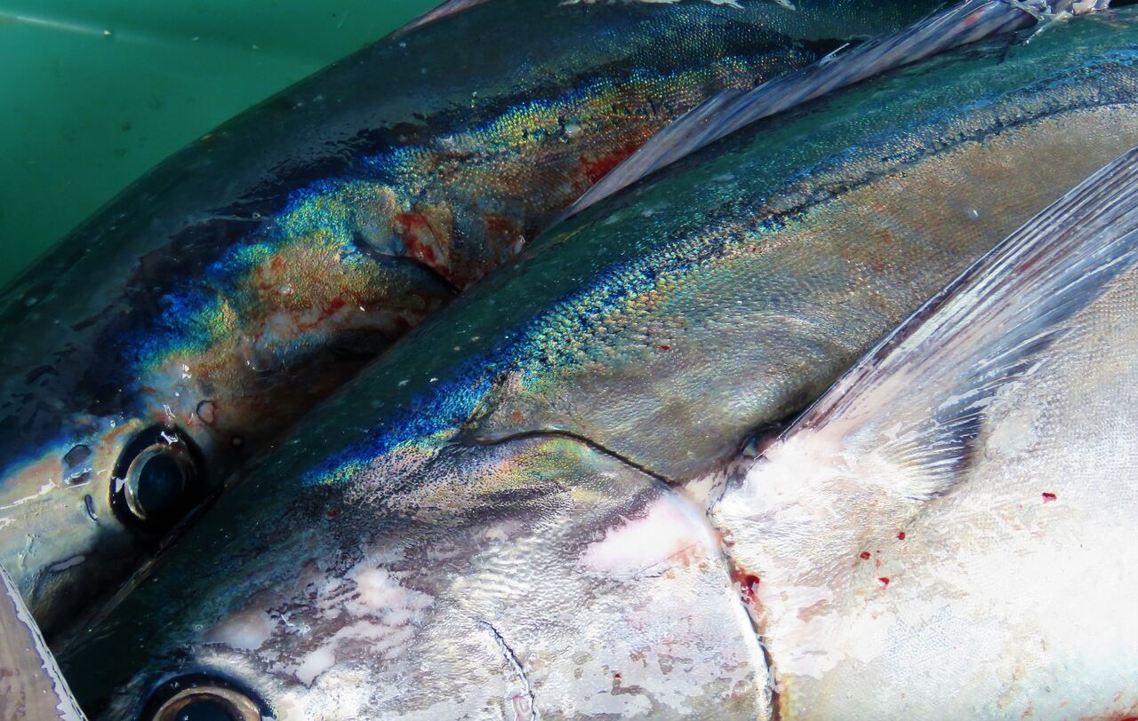 大海原の季節の大循環 回遊魚編 土佐料理 旬の鰹がゆく 大海原の季節の大循環 回遊魚編 土佐料理 旬の鰹がゆく