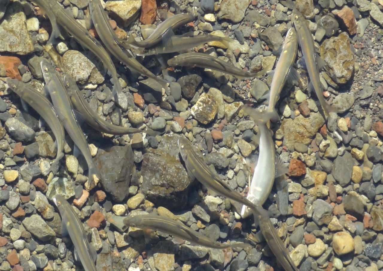 日本伝統の珍味 土佐料理 旬の鰹がゆく
