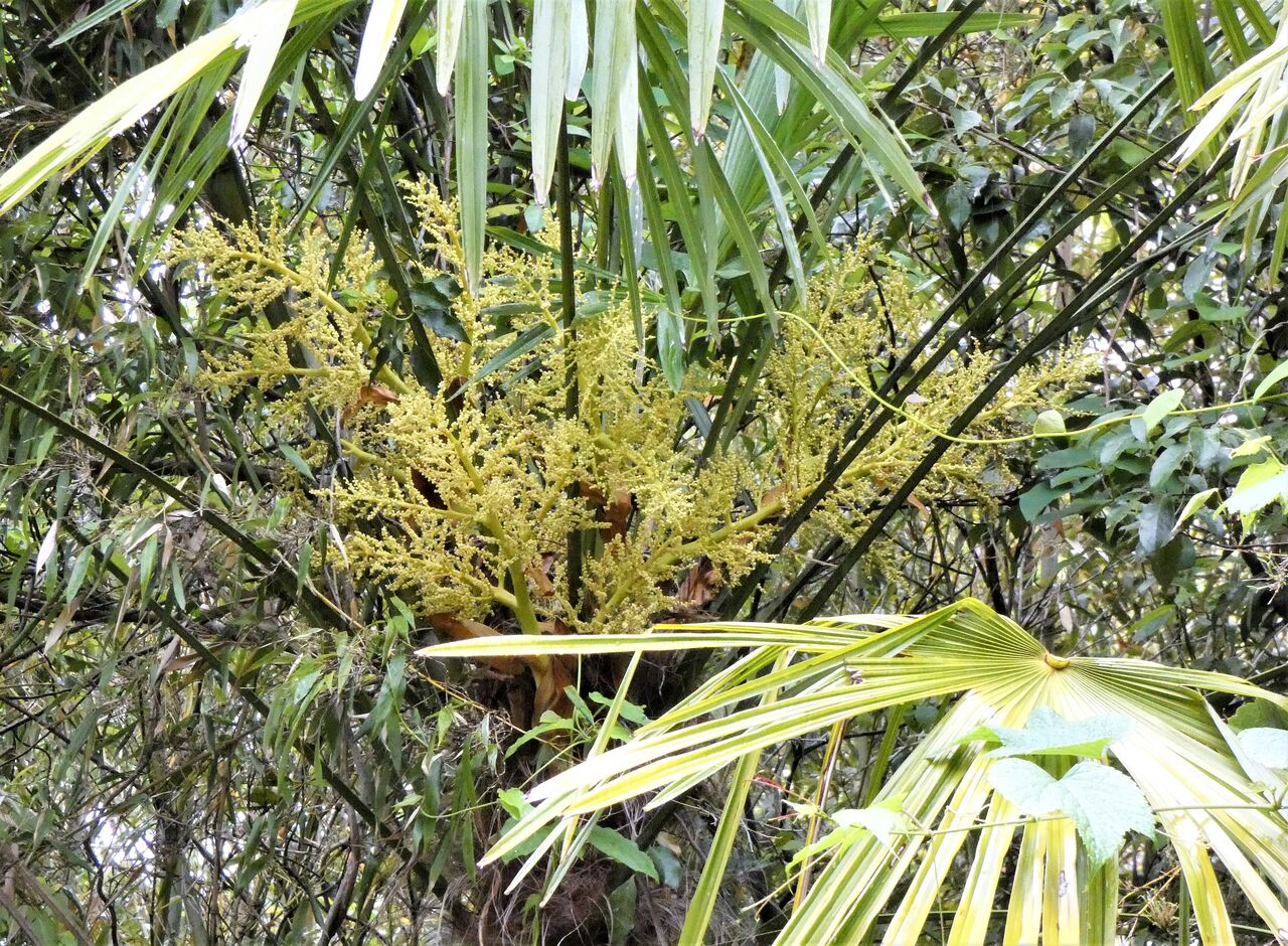 龍河洞周辺５月の臭花木 土佐料理 旬の鰹がゆく