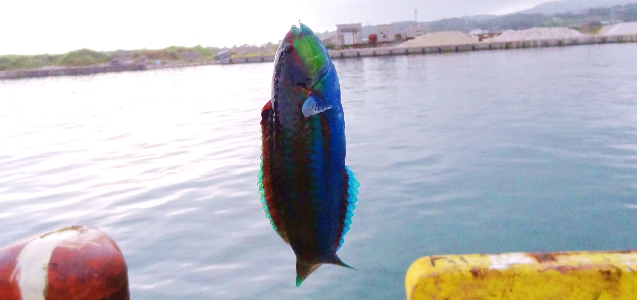 秋の魚 土佐料理 旬の鰹がゆく 秋の魚 土佐料理 旬の鰹がゆく