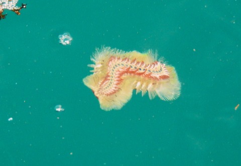 泳げ海毛虫くん（ウミケムシ）そのこころは・・・ : 土佐料理 旬の鰹が