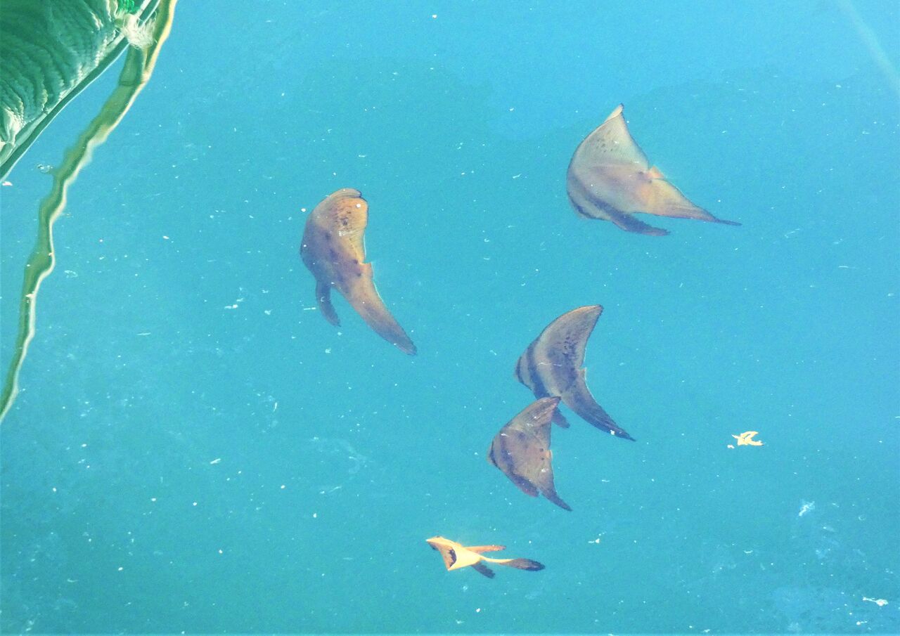 高知の食材 海産物 水産資源 土佐料理 旬の鰹がゆく 高知の食材 海産物 水産資源 土佐料理 旬の鰹がゆく