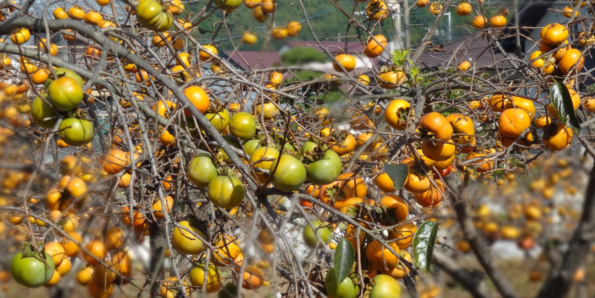 ２０１２山北みかん 土佐料理 旬の鰹がゆく