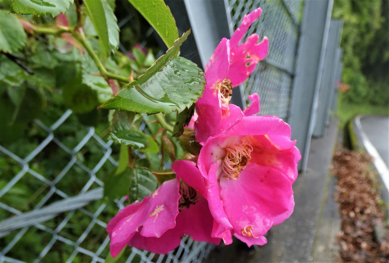 雨に強い花 弱い花 土佐料理 旬の鰹がゆく 雨に強い花 弱い花 土佐料理 旬の鰹がゆく