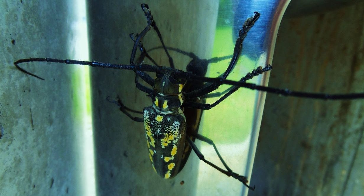 ヨツスジトラカミキリ 土佐料理 旬の鰹がゆく