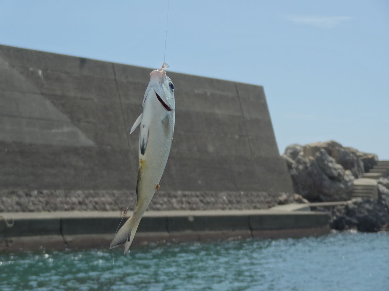 秋の魚 土佐料理 旬の鰹がゆく