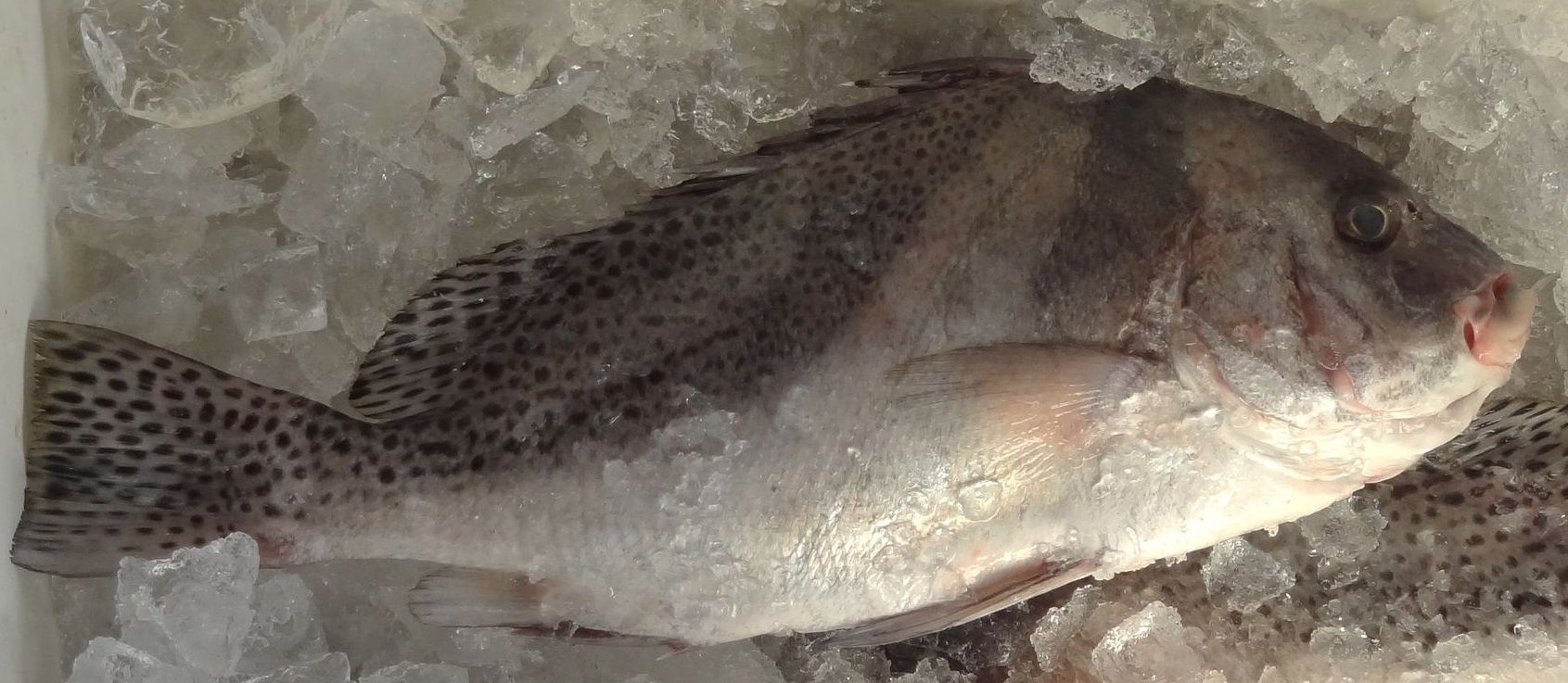 トモモリ 土佐料理 旬の鰹がゆく