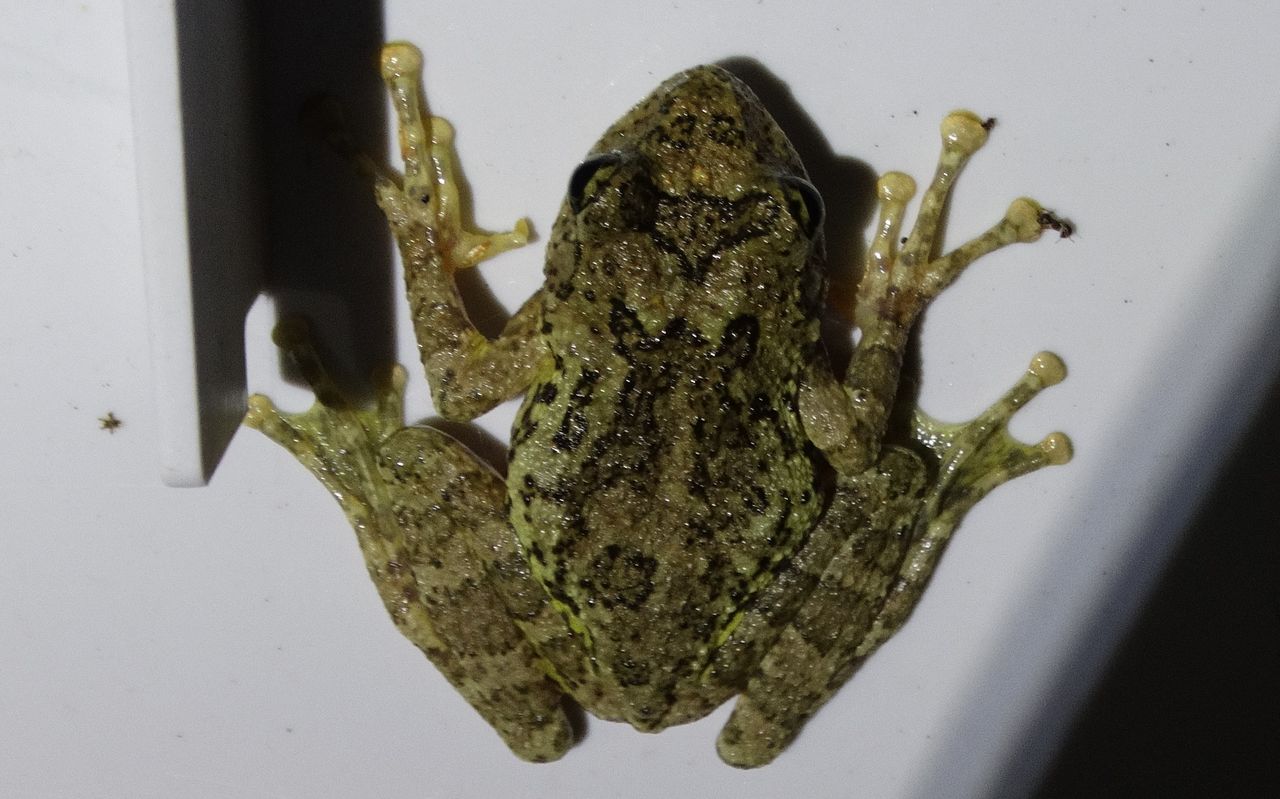 カジカガエル : 土佐料理 旬の鰹がゆく！