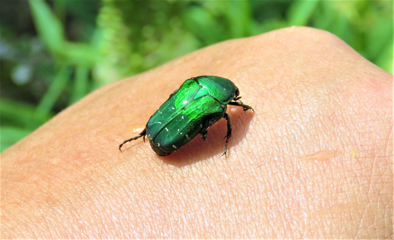 アオハナムグリ 土佐料理 旬の鰹がゆく アオハナムグリ 土佐料理 旬の鰹がゆく