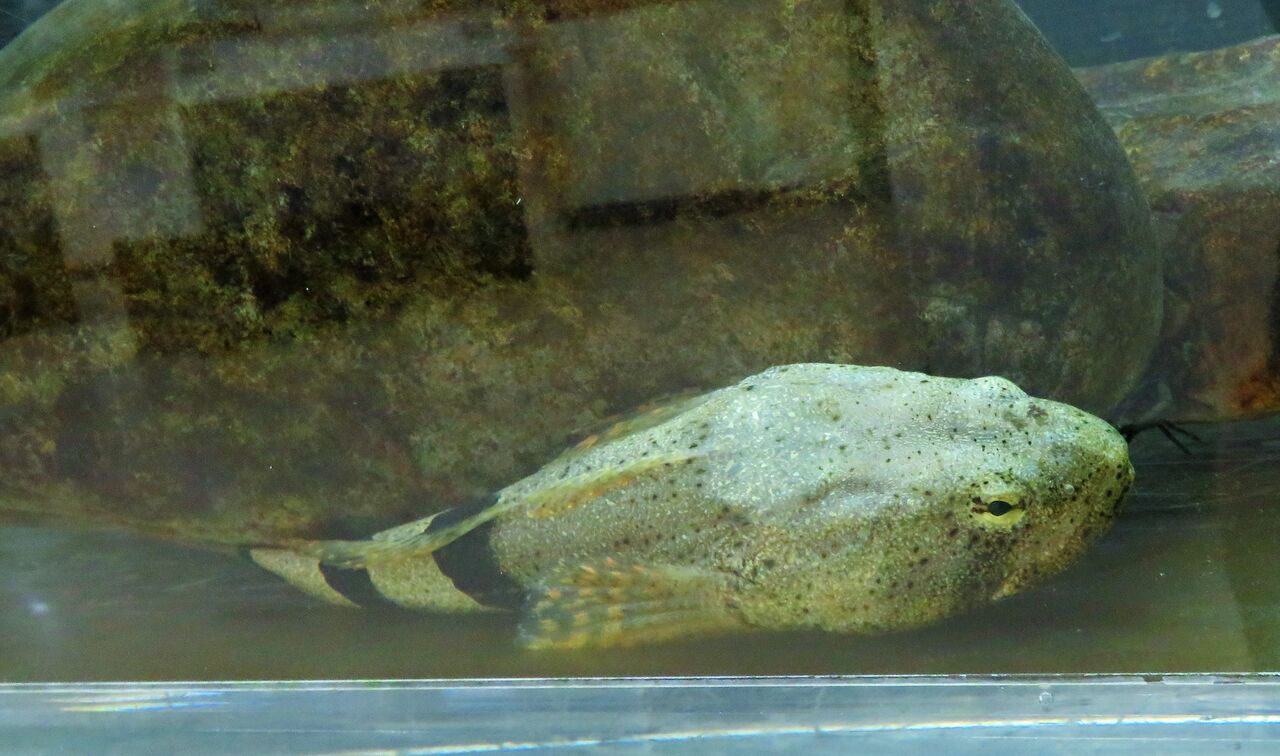 尺鮎 土佐料理 旬の鰹がゆく 尺鮎 土佐料理 旬の鰹がゆく