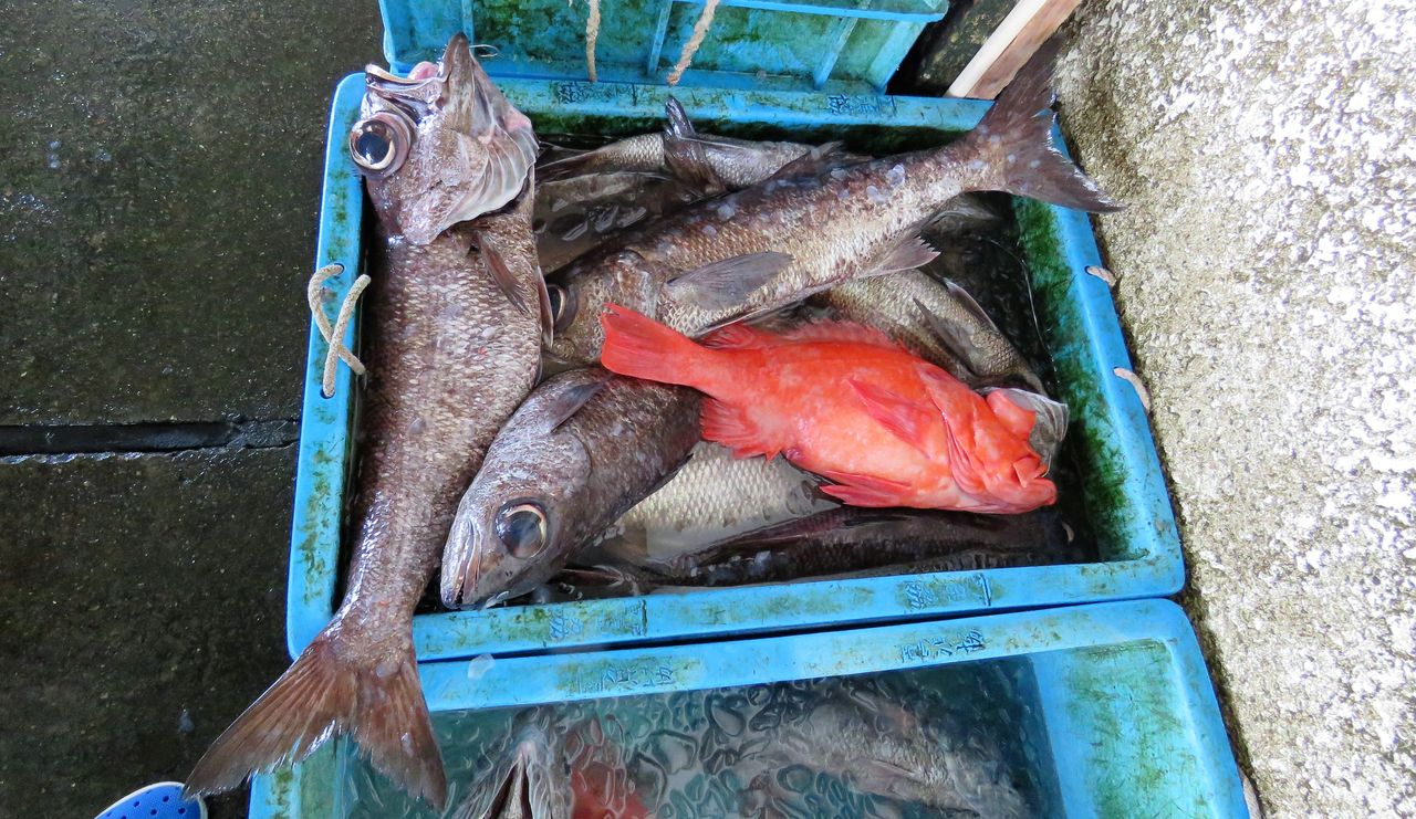 室戸のムツ三種と のどぐろ料理 の位置づけ 土佐料理 旬の鰹がゆく 室戸のムツ三種と のどぐろ料理 の位置づけ 土佐料理 旬の鰹がゆく