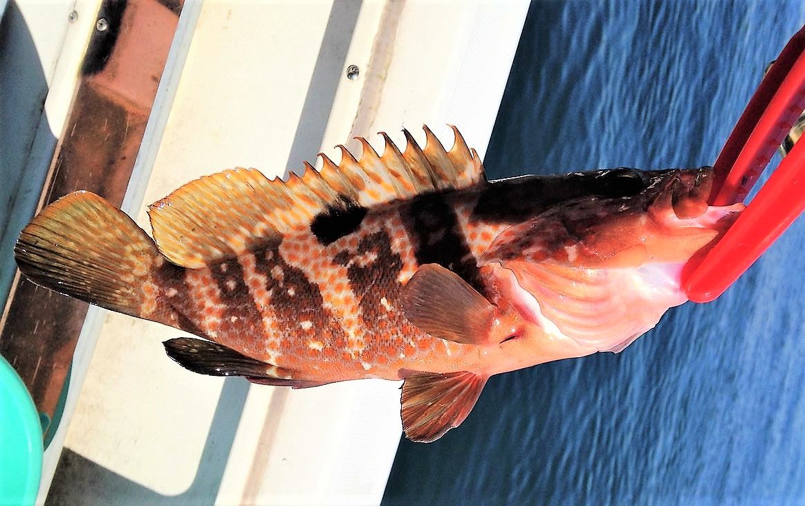 室戸のマハタ属を料理する 土佐料理 旬の鰹がゆく
