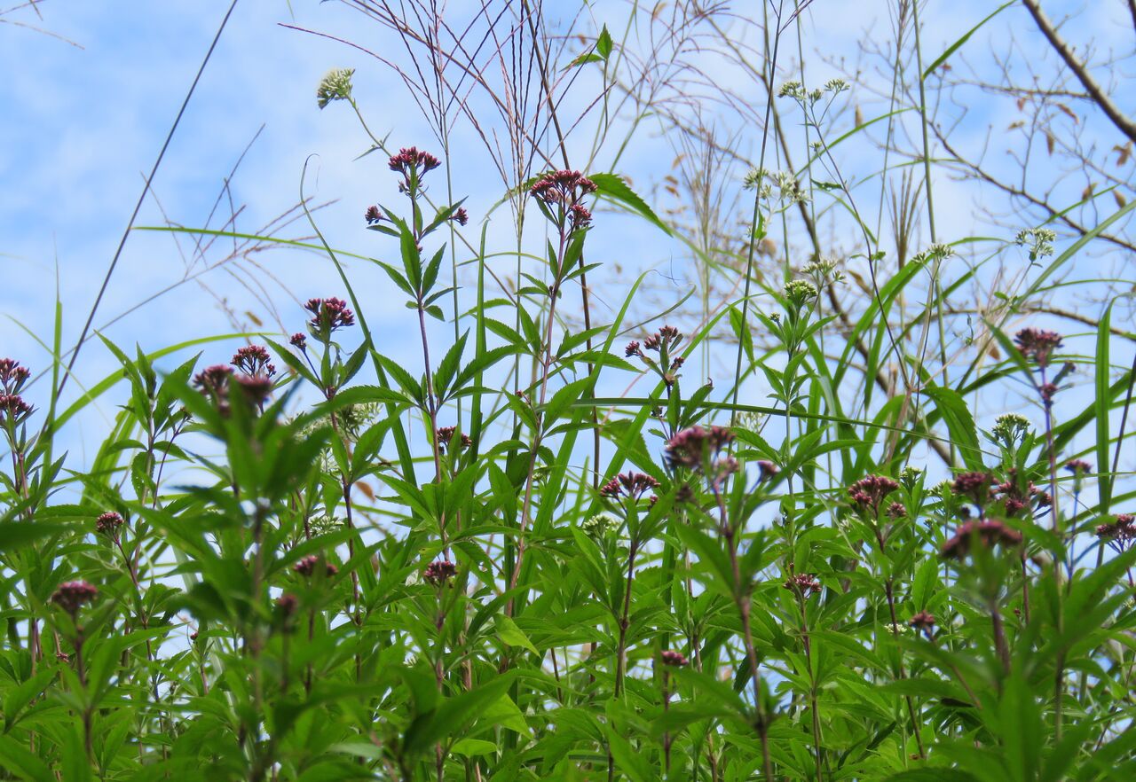 里山にフジバカマが咲くころ 土佐料理 旬の鰹がゆく