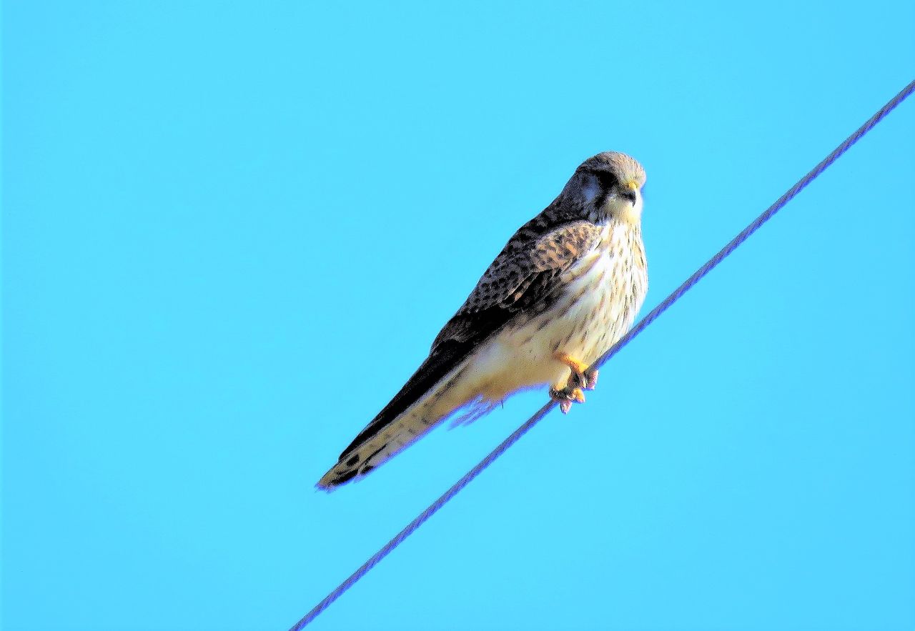 チョウゲンボウの成鳥と幼鳥 土佐料理 旬の鰹がゆく