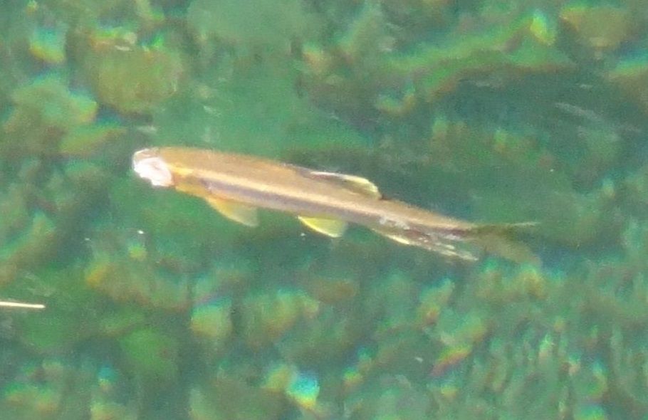 カワムツ婚姻色 土佐料理 旬の鰹がゆく