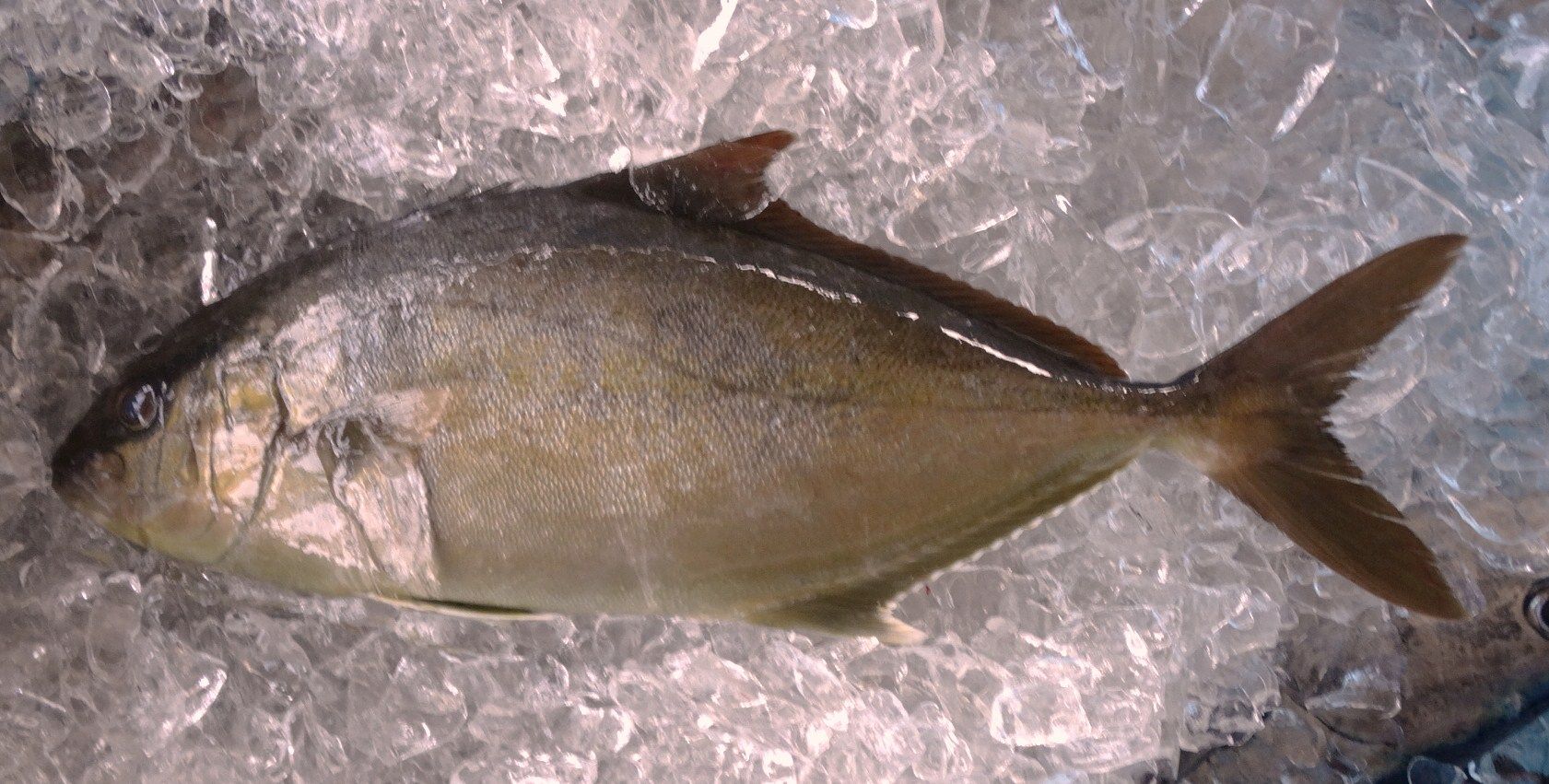 カンパチの当歳魚 土佐料理 旬の鰹がゆく