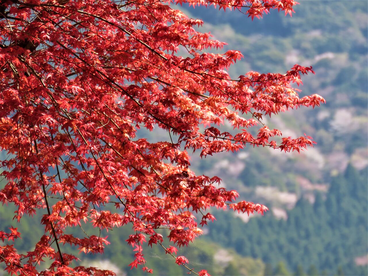 春紅葉 土佐料理 旬の鰹がゆく 春紅葉 土佐料理 旬の鰹がゆく
