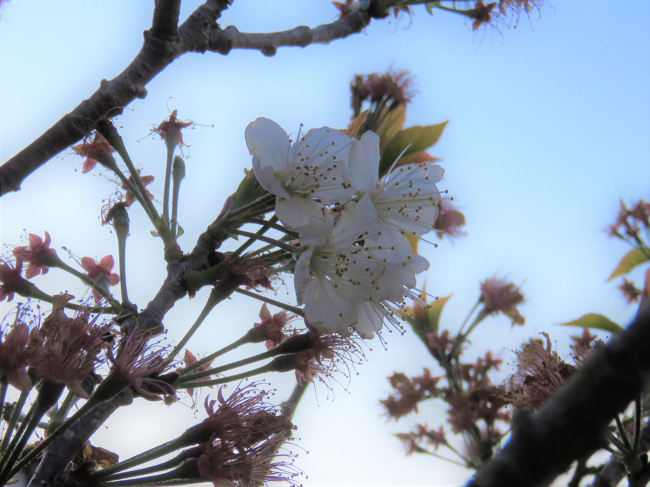 高知では馴染み薄い初夏の果実 土佐料理 旬の鰹がゆく
