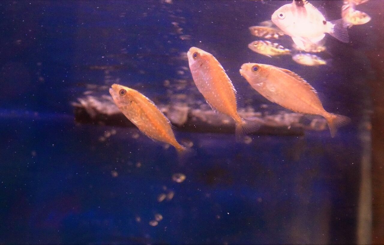 わが家の初釣り釣果 土佐料理 旬の鰹がゆく