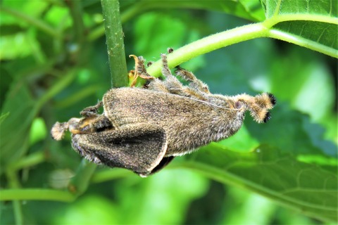 ヒメクロイラガ成虫