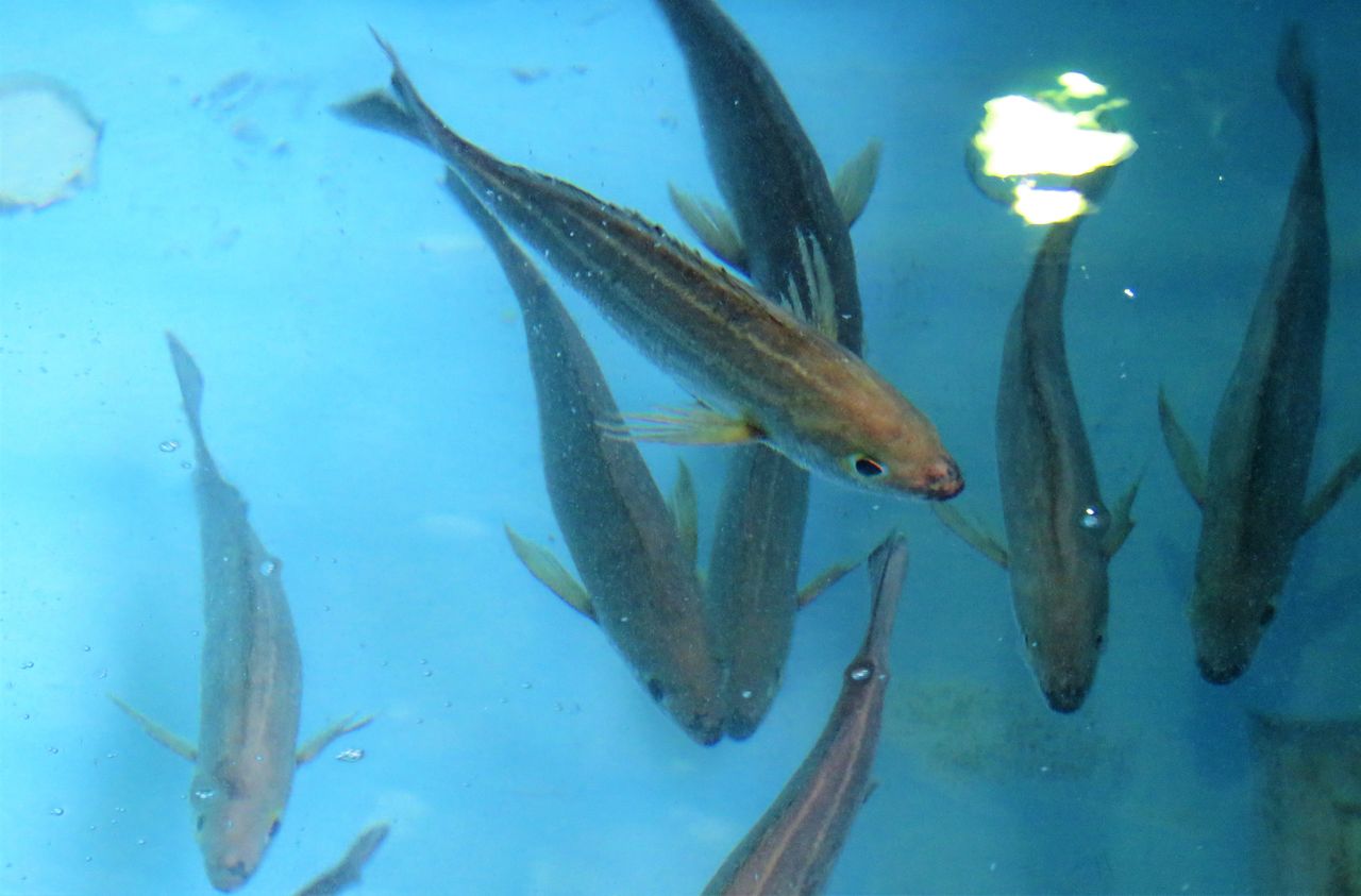 香南市の活魚流通 土佐料理 旬の鰹がゆく 香南市の活魚流通 土佐料理 旬の鰹がゆく