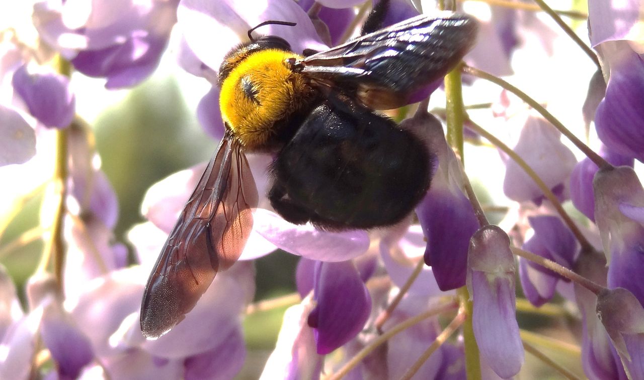 クマバチの名誉 土佐料理 旬の鰹がゆく クマバチの名誉 土佐料理 旬の鰹がゆく