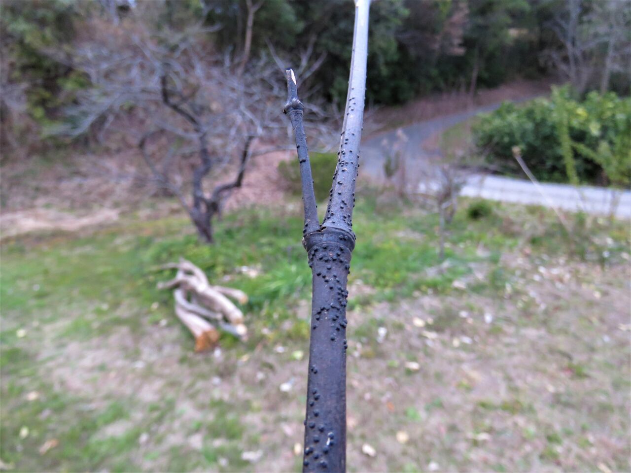 妻の里山の黒い竹枝 土佐料理 旬の鰹がゆく 妻の里山の黒い竹枝 土佐料理 旬の鰹がゆく