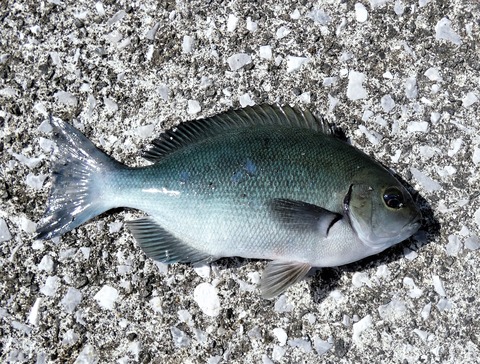 高知の釣り 土佐料理 旬の鰹がゆく