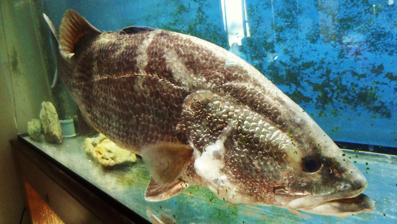 家族からの謹賀新年 土佐料理 旬の鰹がゆく