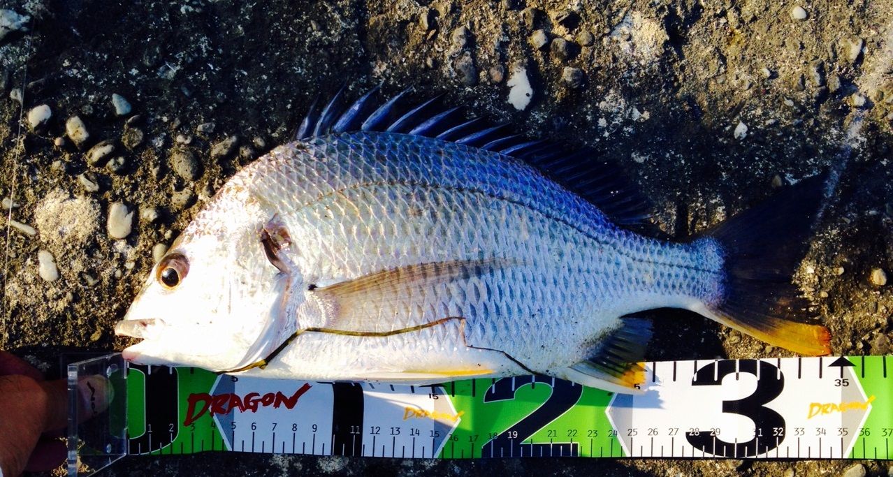 浦戸湾のアカメ 土佐料理 旬の鰹がゆく 浦戸湾のアカメ 土佐料理 旬の鰹がゆく