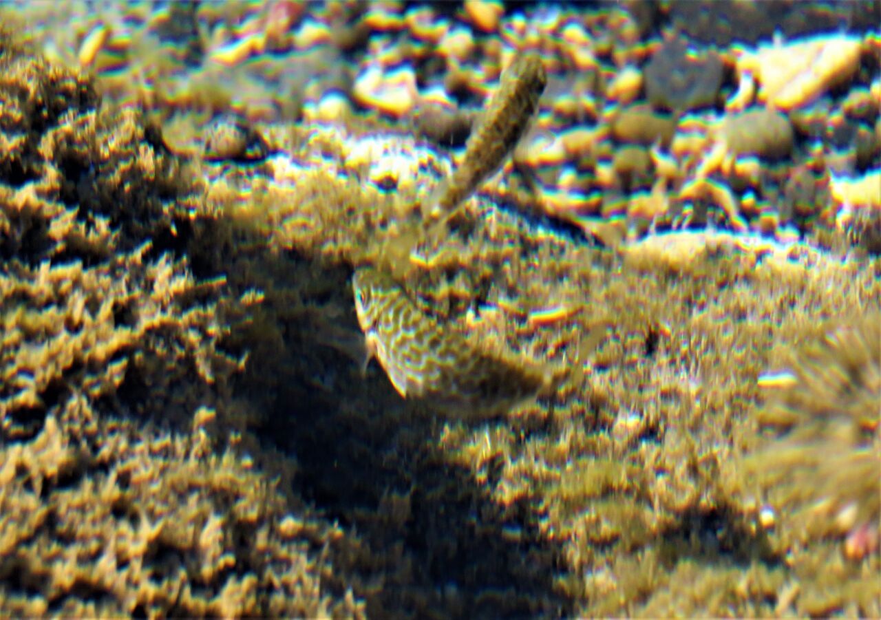暖海のアイゴ属アミアイゴ 土佐料理 旬の鰹がゆく