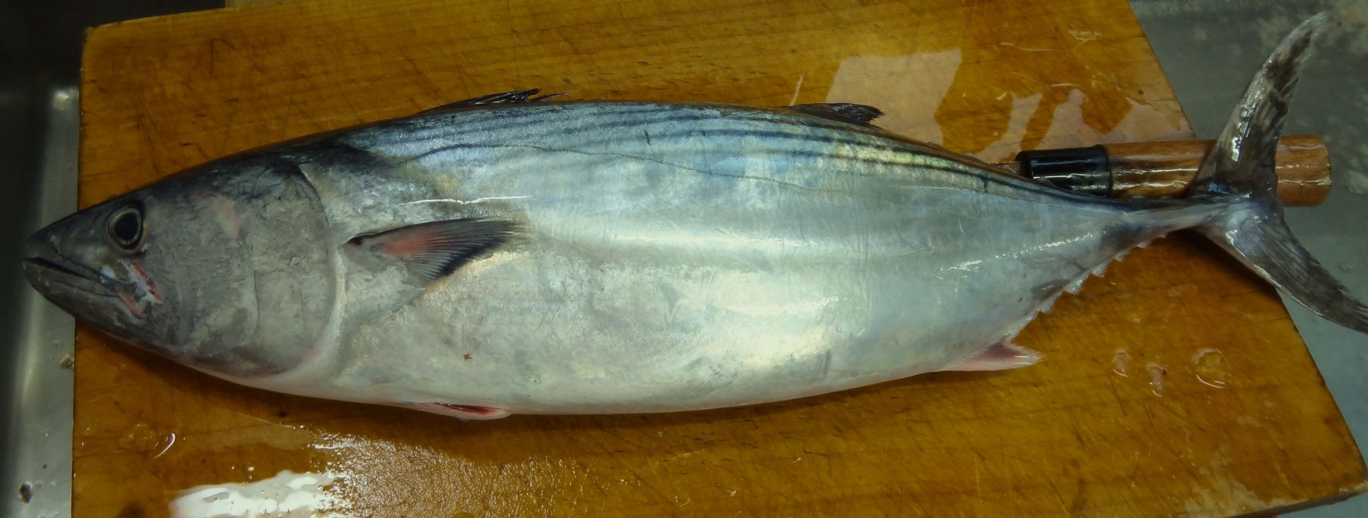 極上の春鰹 土佐料理 旬の鰹がゆく 極上の春鰹 土佐料理 旬の鰹がゆく