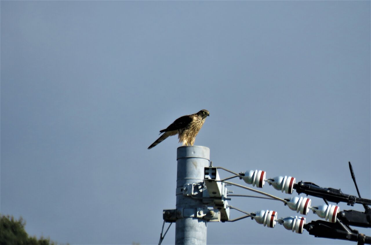 やはり留まっていたオオタカ幼鳥 : 土佐料理 旬の鰹がゆく！