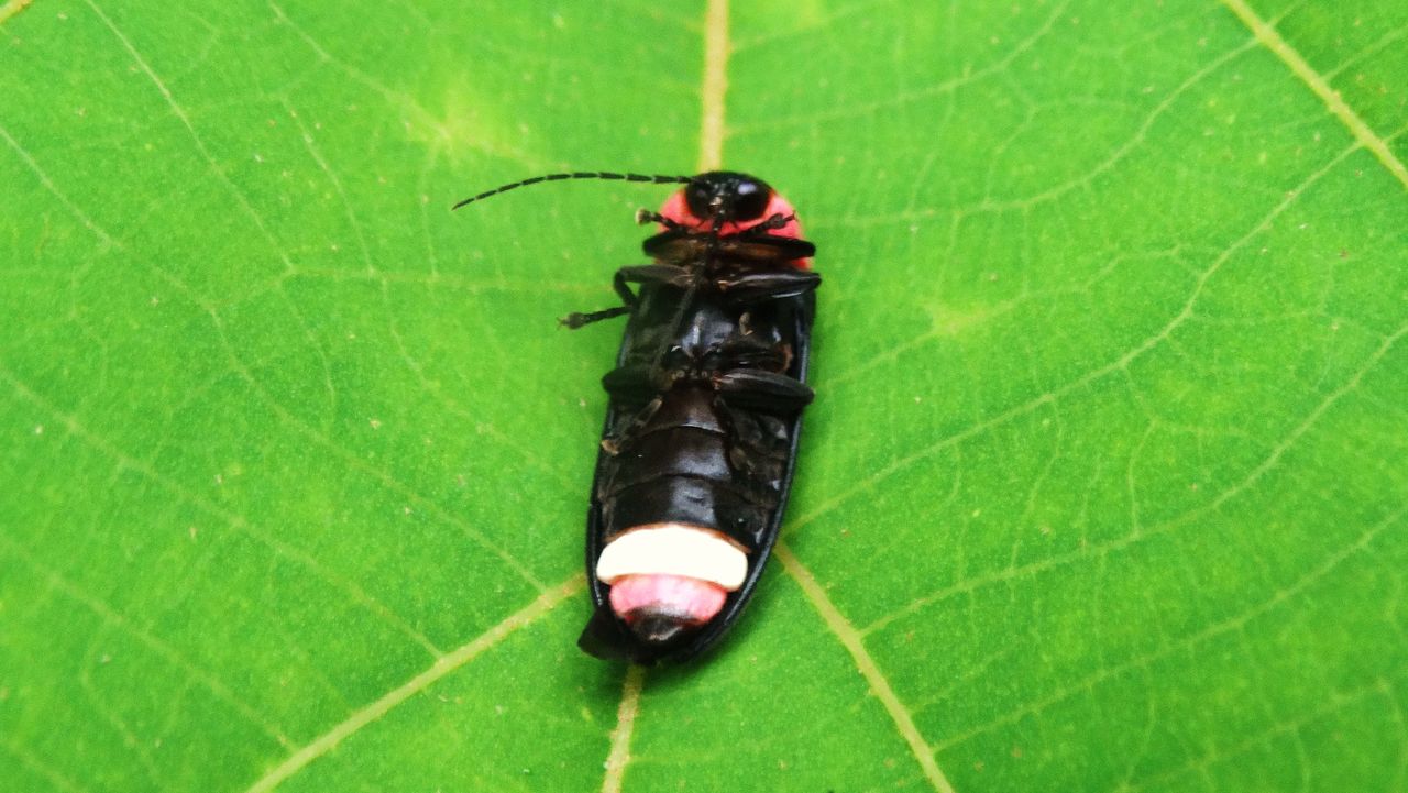 香南市のホタル観察記 土佐料理 旬の鰹がゆく