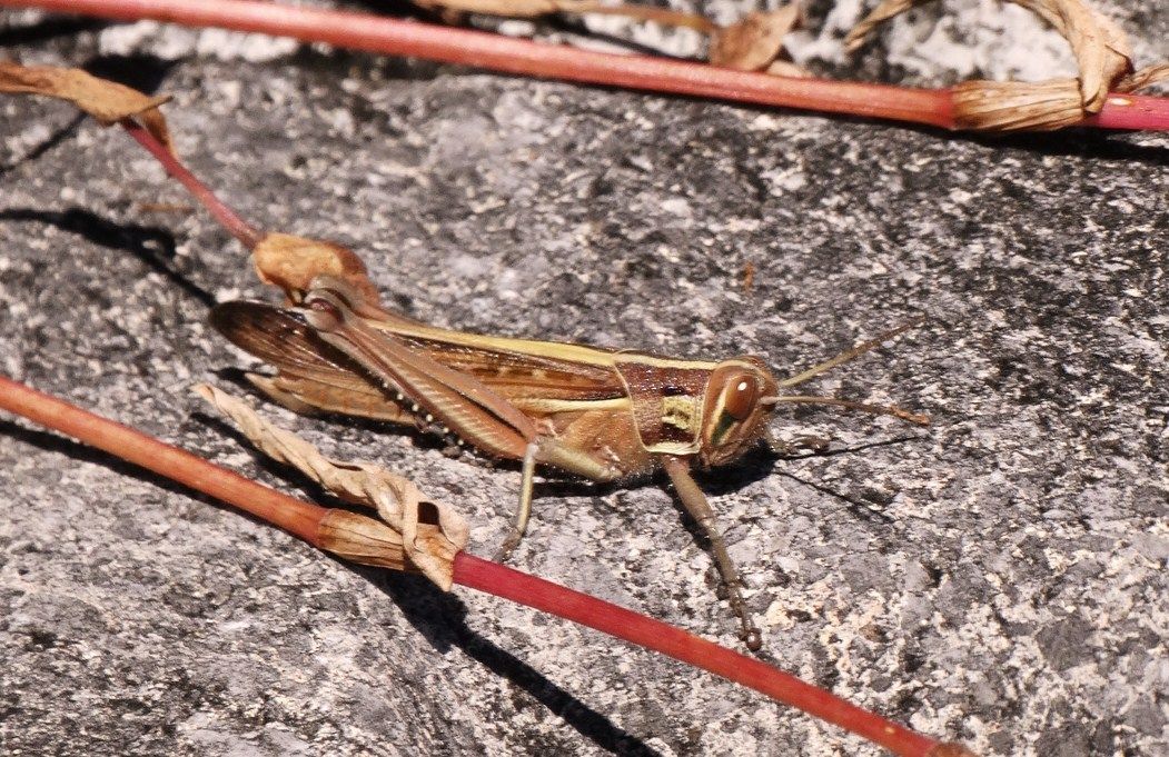 ツチイナゴ 土佐料理 旬の鰹がゆく