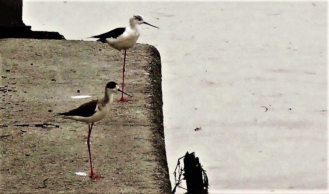 寒い季節の片足立ち 土佐料理 旬の鰹がゆく