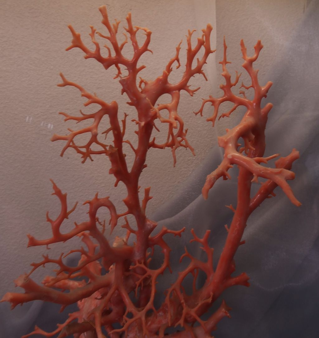 高知の珊瑚漁 : 土佐料理 旬の鰹がゆく！