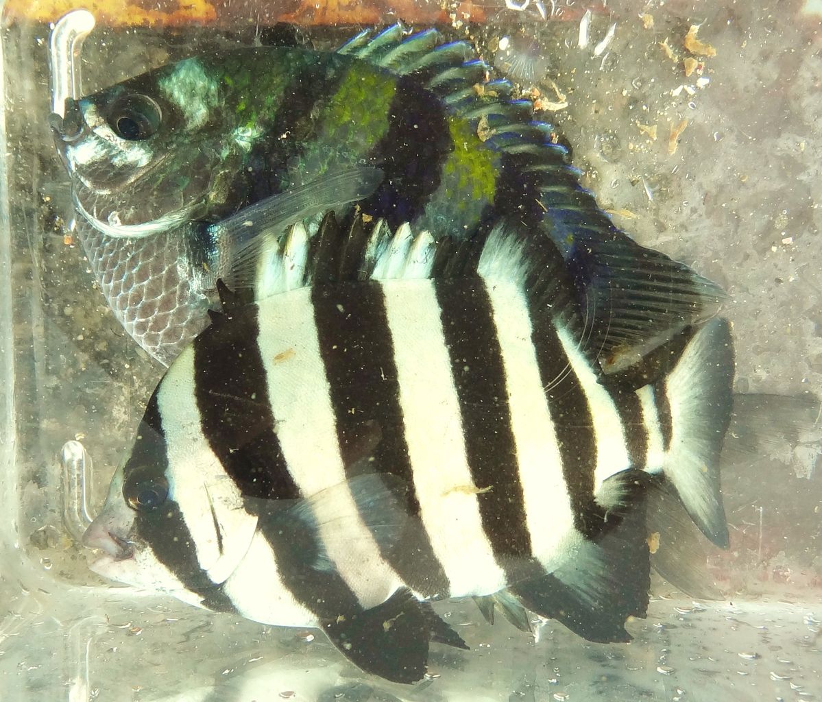 秋の魚 土佐料理 旬の鰹がゆく 秋の魚 土佐料理 旬の鰹がゆく