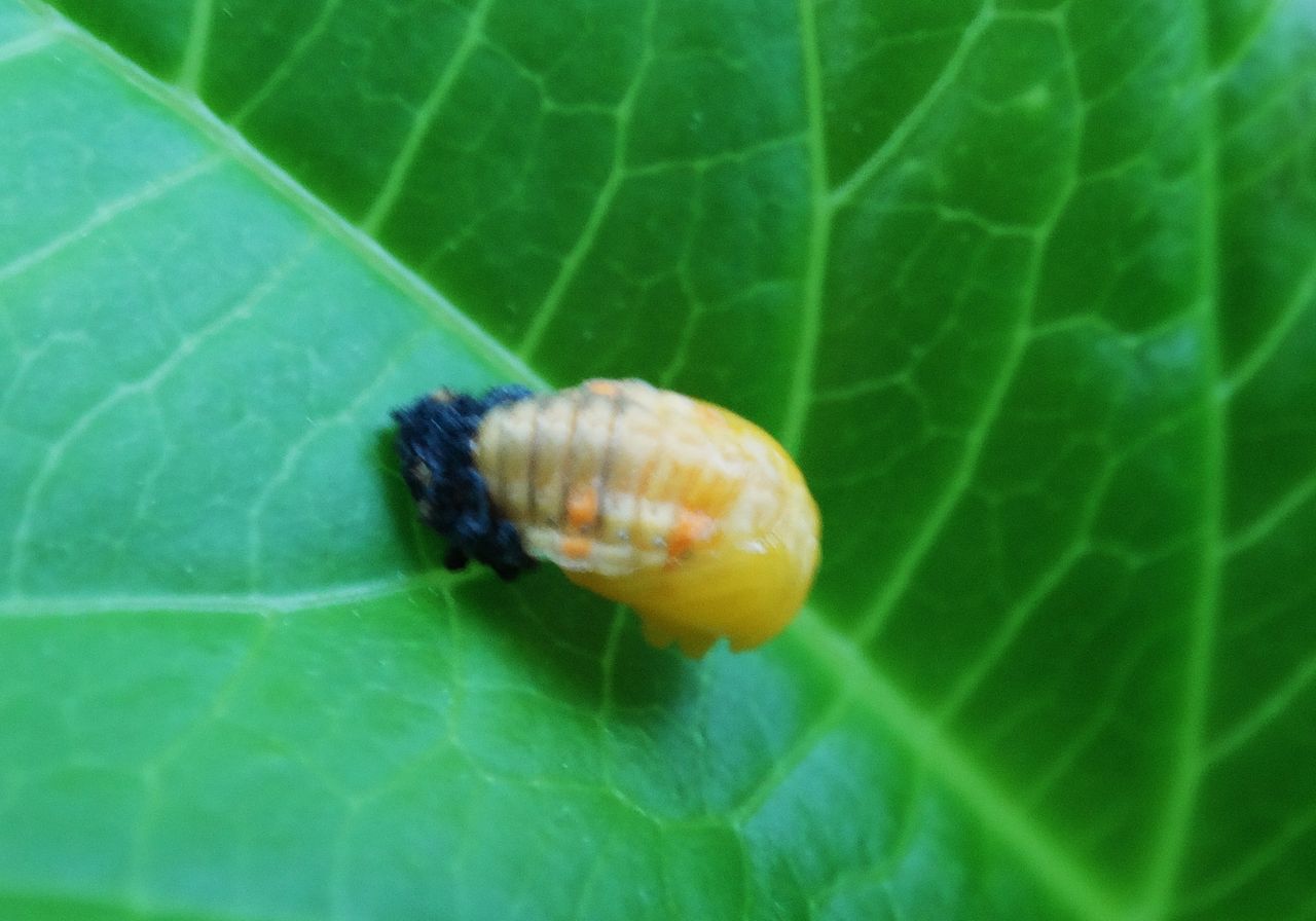 ナミテントウ 土佐料理 旬の鰹がゆく