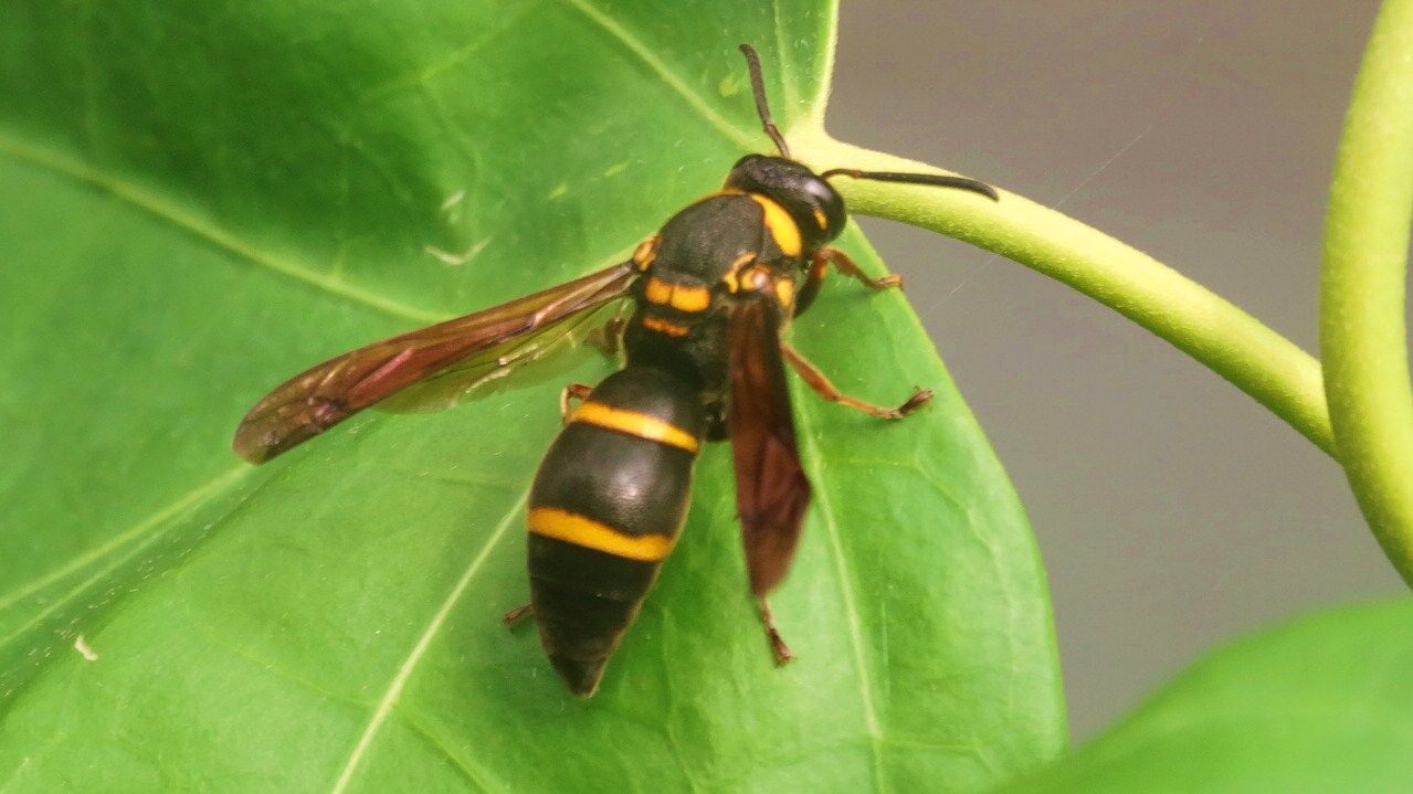 ドロバチ 土佐料理 旬の鰹がゆく